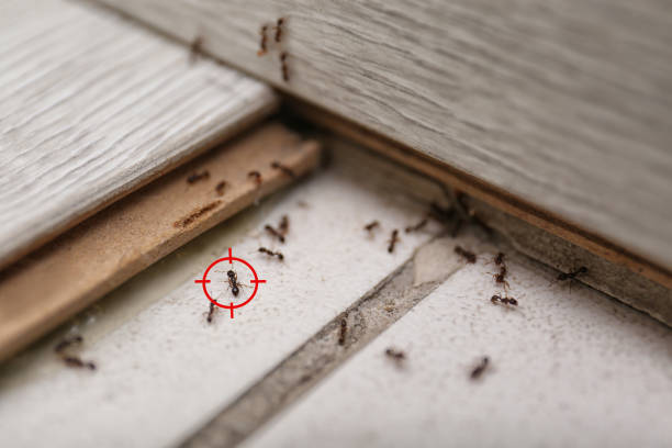 Best Commercial Pest Control Services  in Belhaven, NC