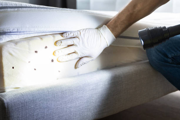 Best Flea Control Services  in Belhaven, NC
